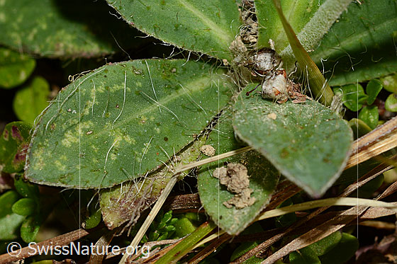 Foto: Wahrscheinlich Langhaariges Habichtskraut (Hieracium pilosella). Blätter.