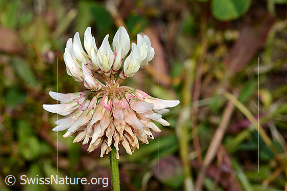 Kriechender Klee (Trifolium repens)