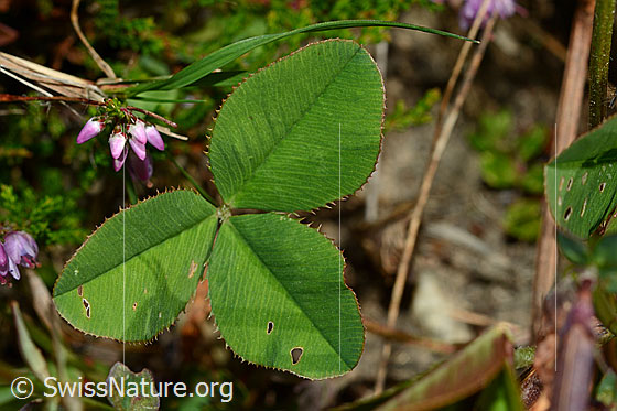 Photo: Trifolium repens. Leaves.