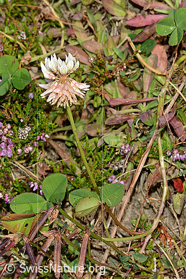 Photo: Trifolium repens. Whole plant (habiti)