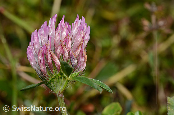 Foto: Wahrscheinlich Rot-Klee (Trifolium pratense). Blüte.