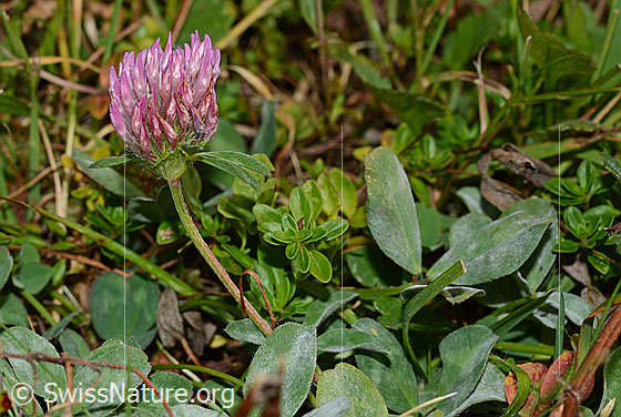 Foto: Wahrscheinlich Rot-Klee (Trifolium pratense). Ganze Pflanze (Habitus).