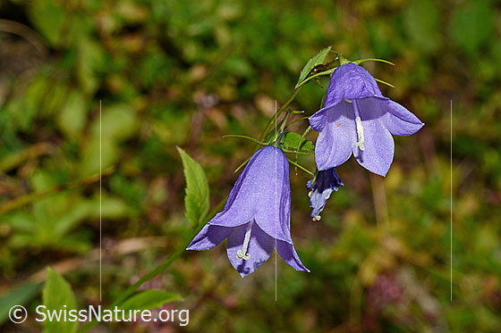 Foto: Rautenblättrige Glockenblume (Campanula rhomboidalis). Blüten.