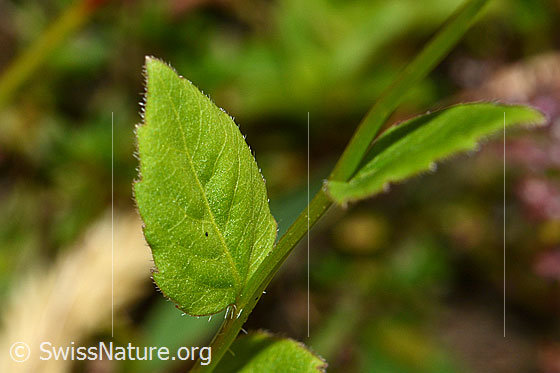 Foto: Rautenblättrige Glockenblume (Campanula rhomboidalis). Stängel und Blätter.