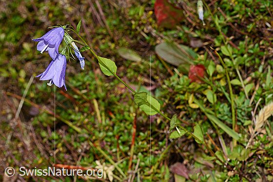 Foto: Rautenblättrige Glockenblume (Campanula rhomboidalis). Ganze Pflanze (Habitus).