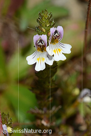 Photo: Euphrasia rostkoviana. Blossoms.