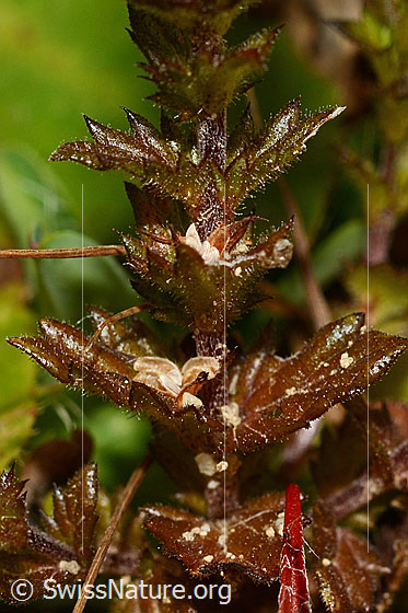 Photo: Euphrasia rostkoviana. Leaves and stem..