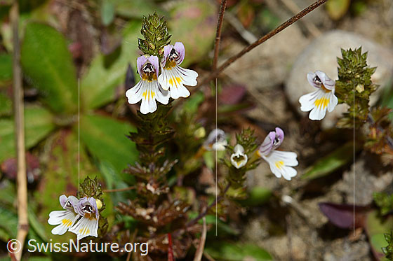 Photo: Euphrasia rostkoviana. Whole plant (habiti).