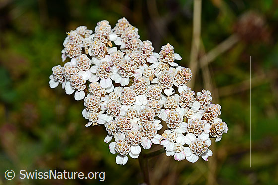 Foto: Gemeine Schafgarbe (Achillea millefolium). Blüten.