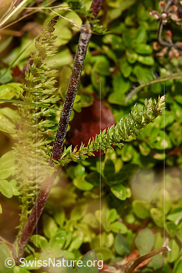 Foto: Gemeine Schafgarbe (Achillea millefolium). Stängel und Blätter.