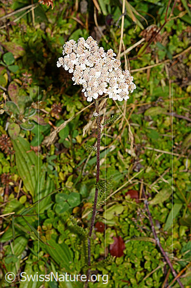 Foto: Gemeine Schafgarbe (Achillea millefolium). Ganze Pflanze (Habitus).