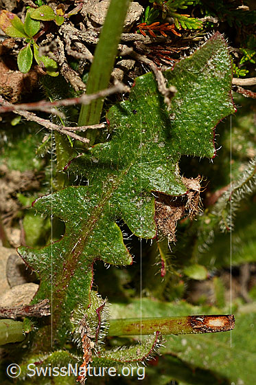 Foto: Wiesen-Ferkelkraut (Hypochaeris radicata). Blattoberseite.