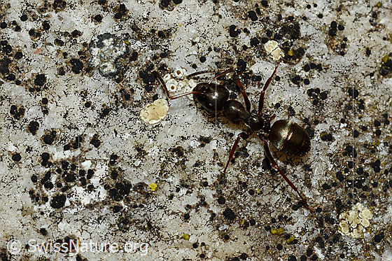 Foto: Wahrscheinlich Rote Waldameise (Formica rufa). Länge 4 - 9mm. Ansicht von oben.