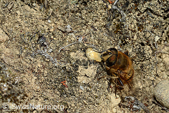Photo: Eristalis tenax. Male. View diagonally from the front.