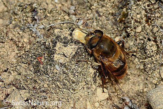 Photo: Eristalis tenax. Male. View from diagonally above.