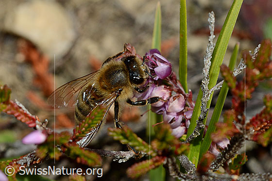 Photo: Apis mellifera on Calluna vulgaris. Length 11 - 13mm. View from above.