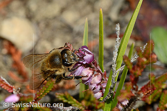 Foto: Honigbiene (Apis mellifera) an Besenheide (Calluna vulgaris). Länge 11 - 13mm. Ansicht von vorne oben.