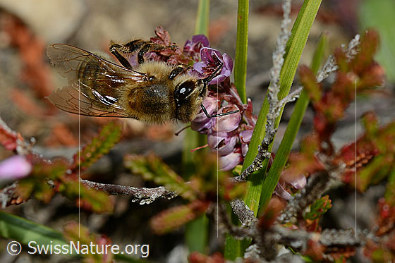 Foto: Honigbiene (Apis mellifera) an Besenheide (Calluna vulgaris). Länge 11 - 13mm. Ansicht von schräg oben.