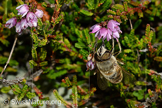 Photo: Eristalis tenax an Besenheide (Calluna vulgaris). Male. View from the front.