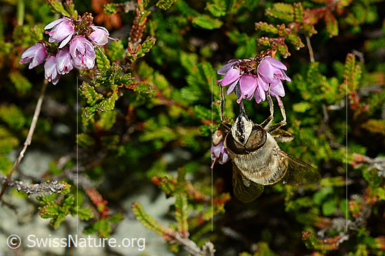 Photo: Eristalis tenax an Besenheide (Calluna vulgaris). Male. View from the front.