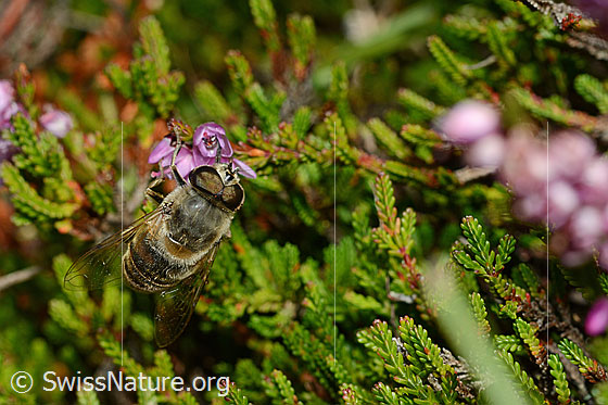 Photo: Eristalis tenax an Besenheide (Calluna vulgaris). Male. View from diagonally above.