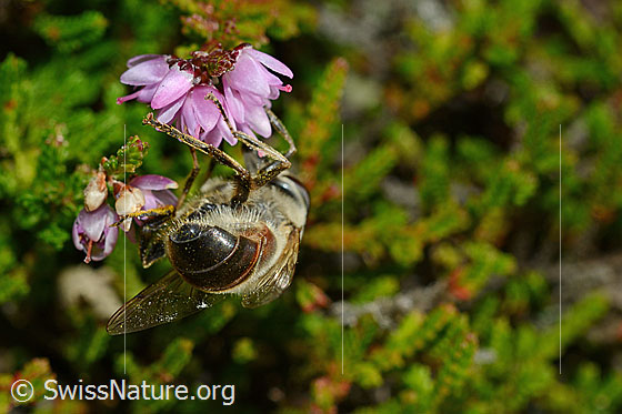 Photo: Eristalis tenax an Besenheide (Calluna vulgaris). Male. View from behind.