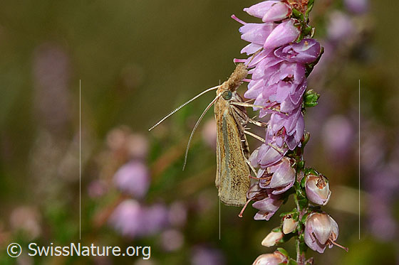 Foto: Wahrscheinlich Agriphila tristella an Besenheide (Calluna vulgaris). Ansicht von der Seite.