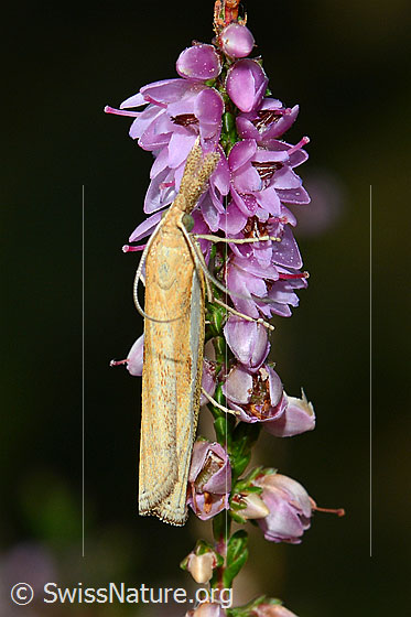 Photo: Probably Agriphila tristella on Calluna vulgaris. View from the side above.