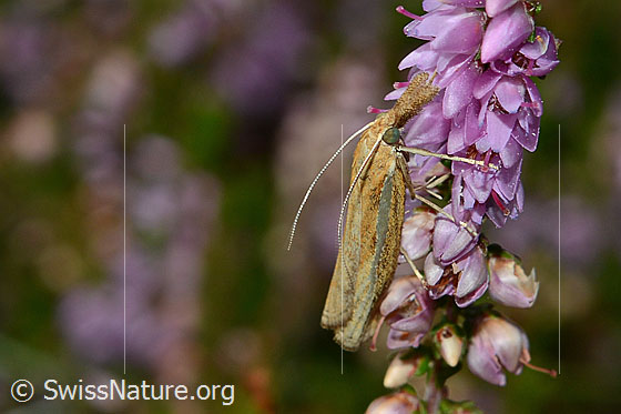 Foto: Wahrscheinlich Agriphila tristella an Besenheide (Calluna vulgaris). Ansicht von der Seite.