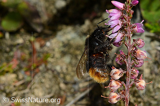 Photo: Bombus lapidarius on Calluna vulgaris. Length 14 - 16mm. View from the side.