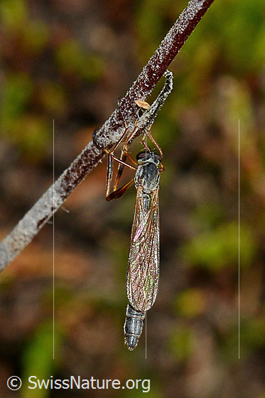 Foto: Wald-Schlankfliege (Leptogaster guttiventris). Länge 8 - 13mm. An Halm hängend. Ansicht von oben.