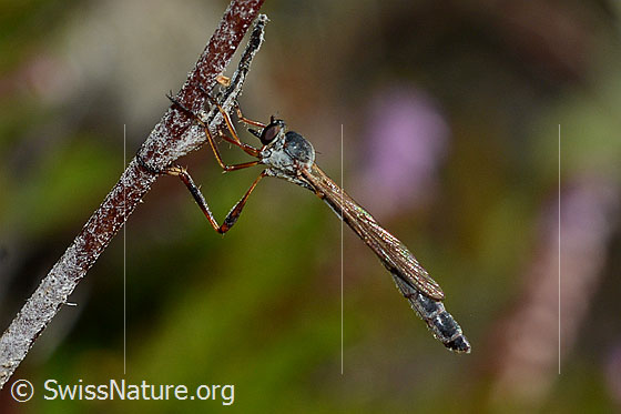 Wald-Schlankfliege (Leptogaster guttiventris)