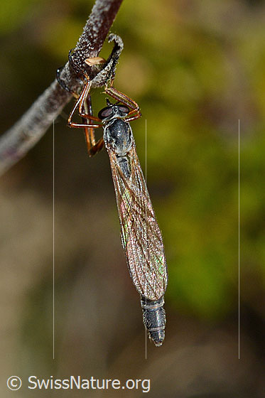 Photo: Leptogaster guttiventris. Length 8 - 13mm. Hanging on stalk. View from above.