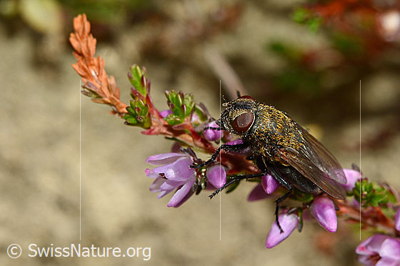 Photo: Pollenia rudis on Calluna vulgaris. Female. Length 5 - 12mm. View from diagonally above.