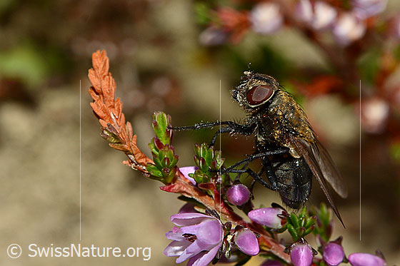 Photo: Pollenia rudis on Calluna vulgaris. Female. Length 5 - 12mm. View from diagonally in front.