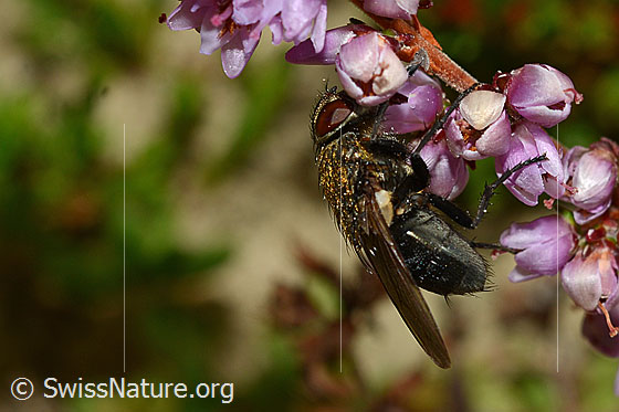 Photo: Pollenia rudis on Calluna vulgaris. Female. Length 5 - 12mm. View from the side.