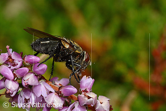 Photo: Pollenia rudis on Calluna vulgaris. Female. Length 5 - 12mm. View from diagonally below.