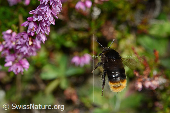 Photo: Bombus lapidarius landing on Calluna vulgaris. Length 14 - 16mm. View from behind.