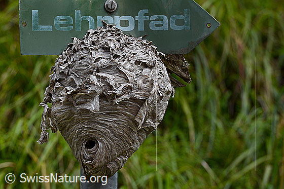 Photo: Probably wasp nest of Dolichovespula media.