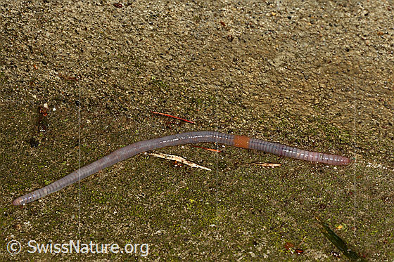 Foto: Regenwurm aus der Familie der Lumbricidae (Regenwürmer)