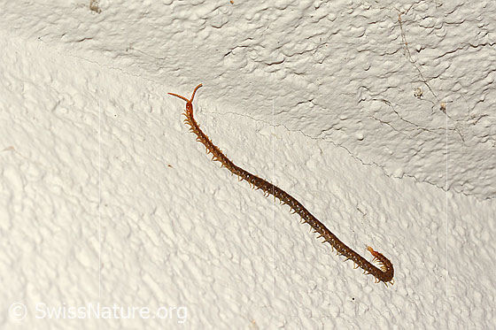 Gemeiner Erdläufer (Geophilus flavus)