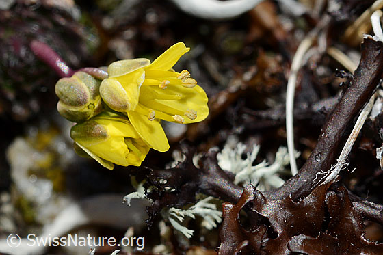 Photo: Draba hoppeana. Blossoms.