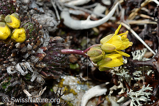 Photo: Draba hoppeana. Whole plant (habiti).