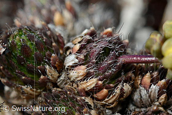 Photo: Draba hoppeana. Spherical rosettes and stems.