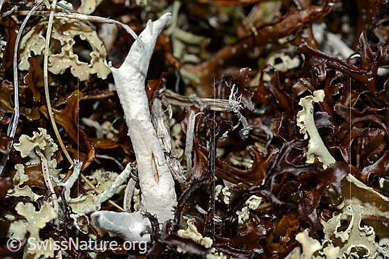 Foto: Wurmflechte (Thamnolia vermicularis). Wird auch Totengebeinsflechte genannt.