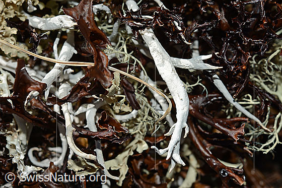 Photo: Thamnolia vermicularis.