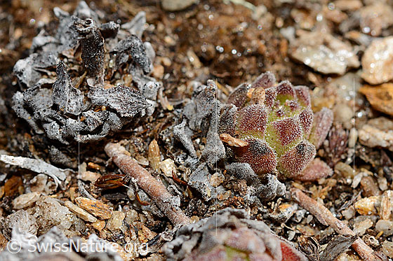 Foto: Berg-Hauswurz (Sempervivum montanum). Blattrosette. Ansicht von der Seite.