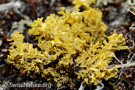 Gelbe Tartschenflechte (Vulpicida tubulosus)
