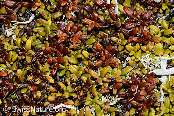 Photo: Loiseleuria procumbens. Leaves.