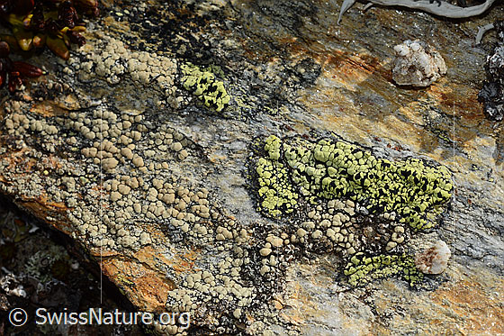 Foto: Gewöhnliche Landkartenflechte (Rhizocarpon geographicum).